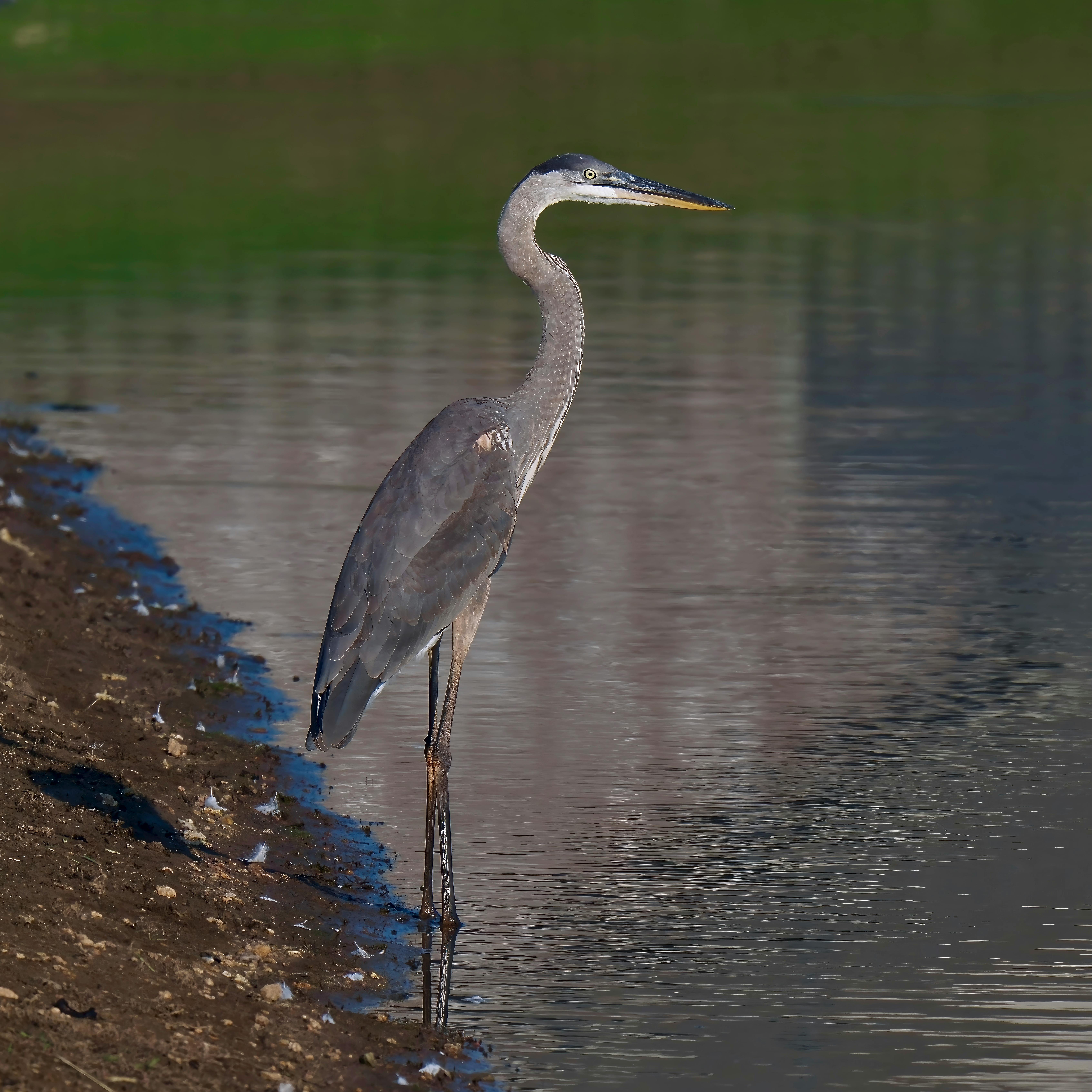 Lake Baringo 2