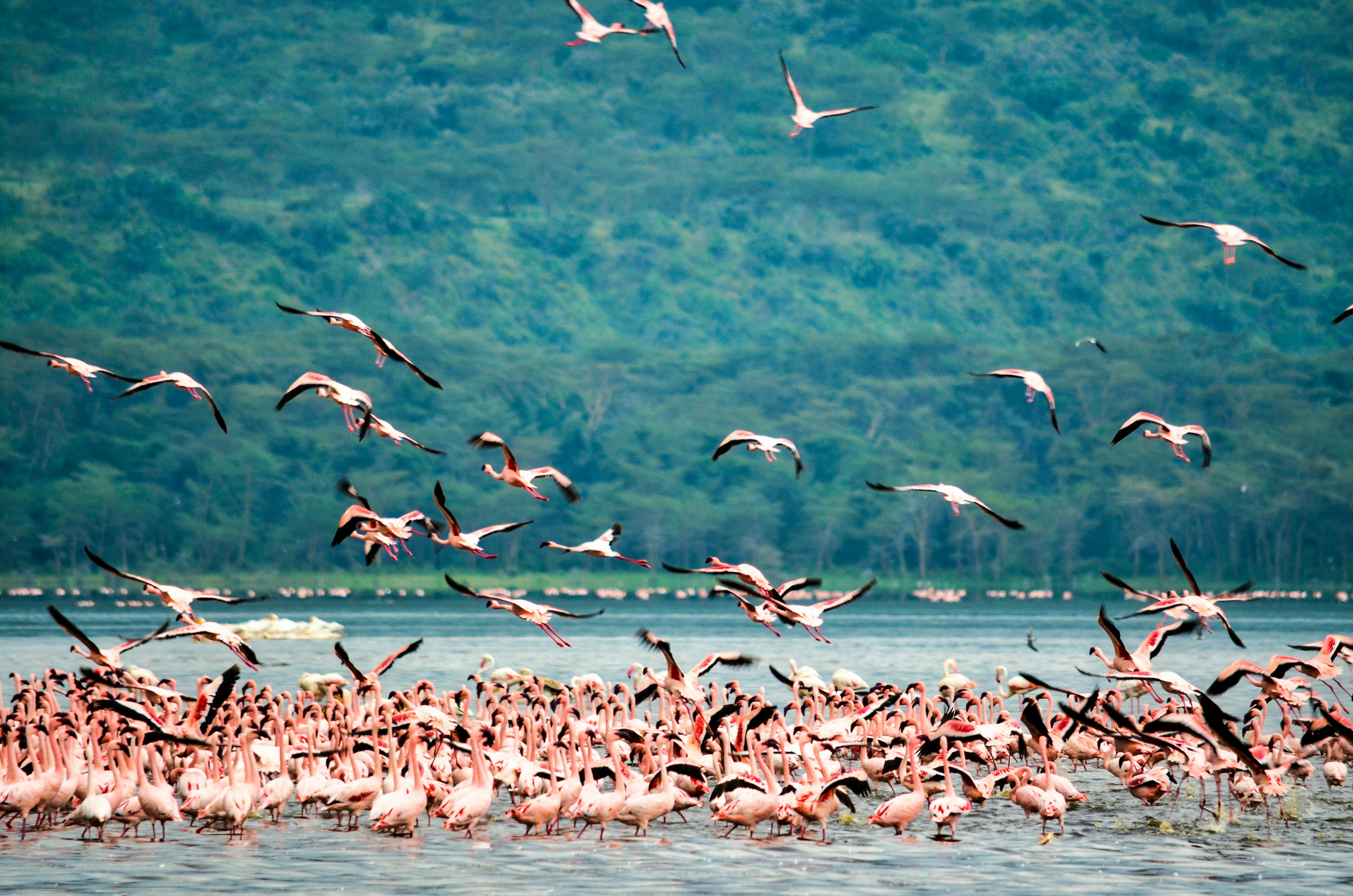 Lake Nakuru 3