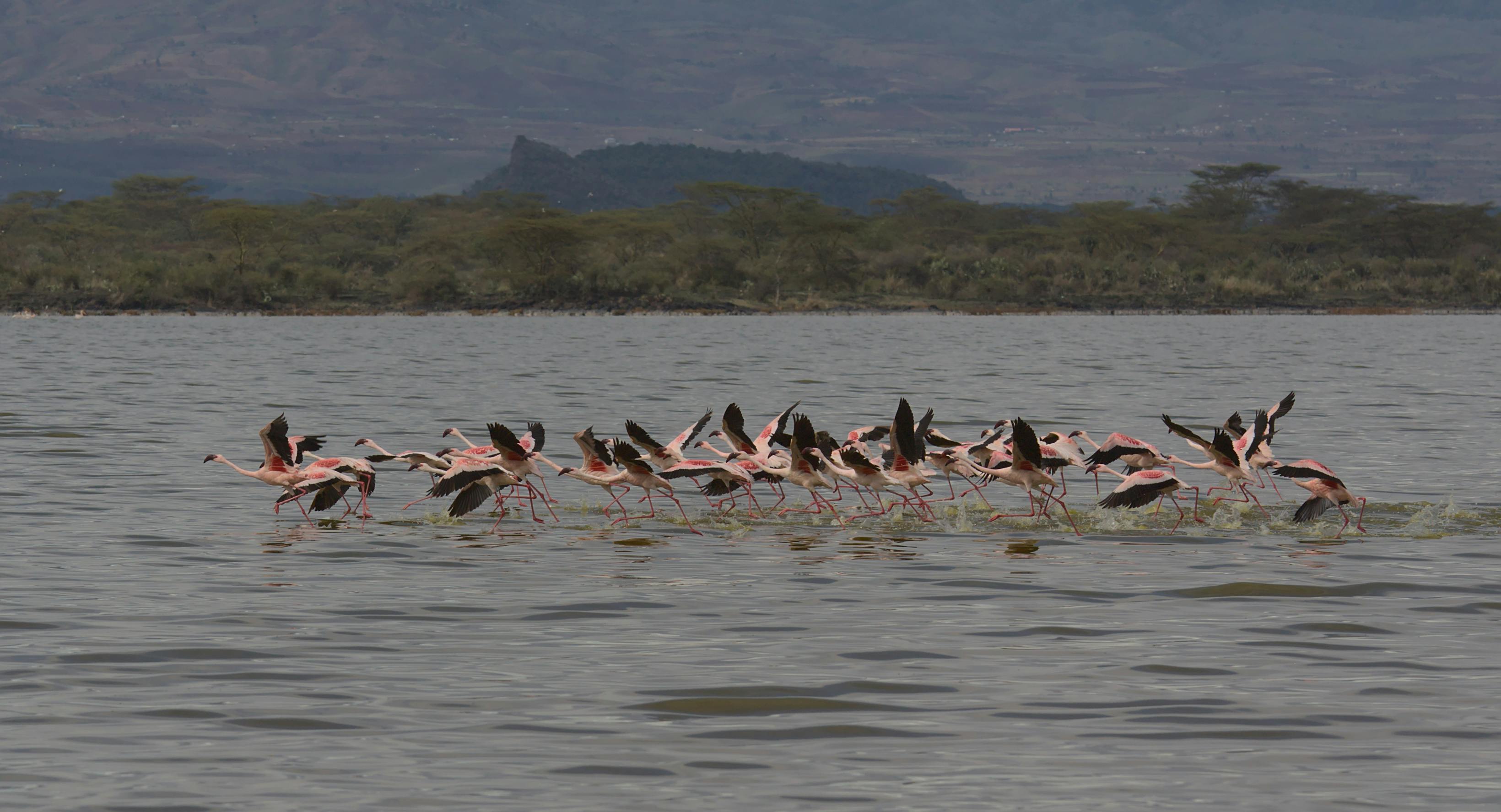 Lake Nakuru 4