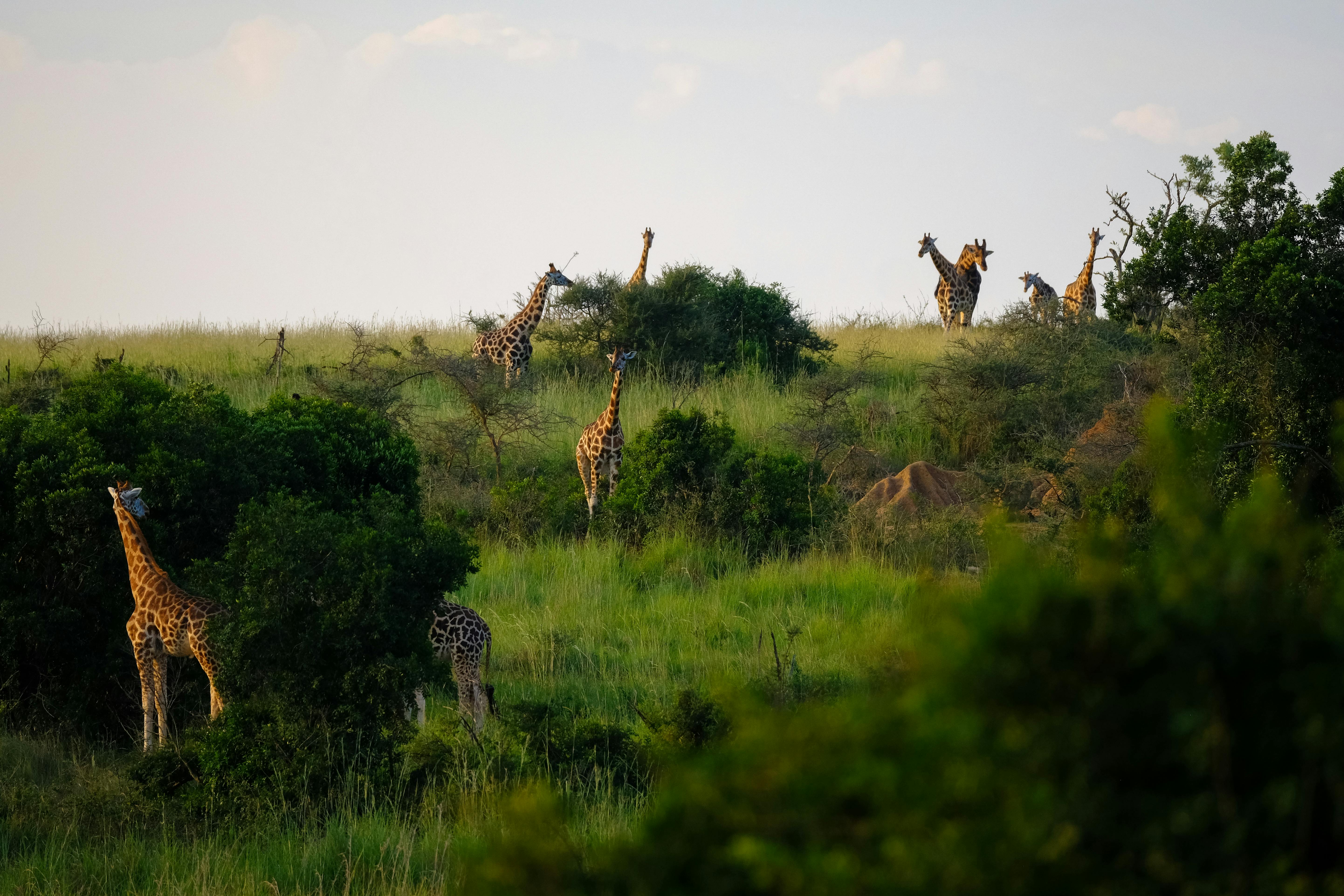 Tailored Safaris photo 3