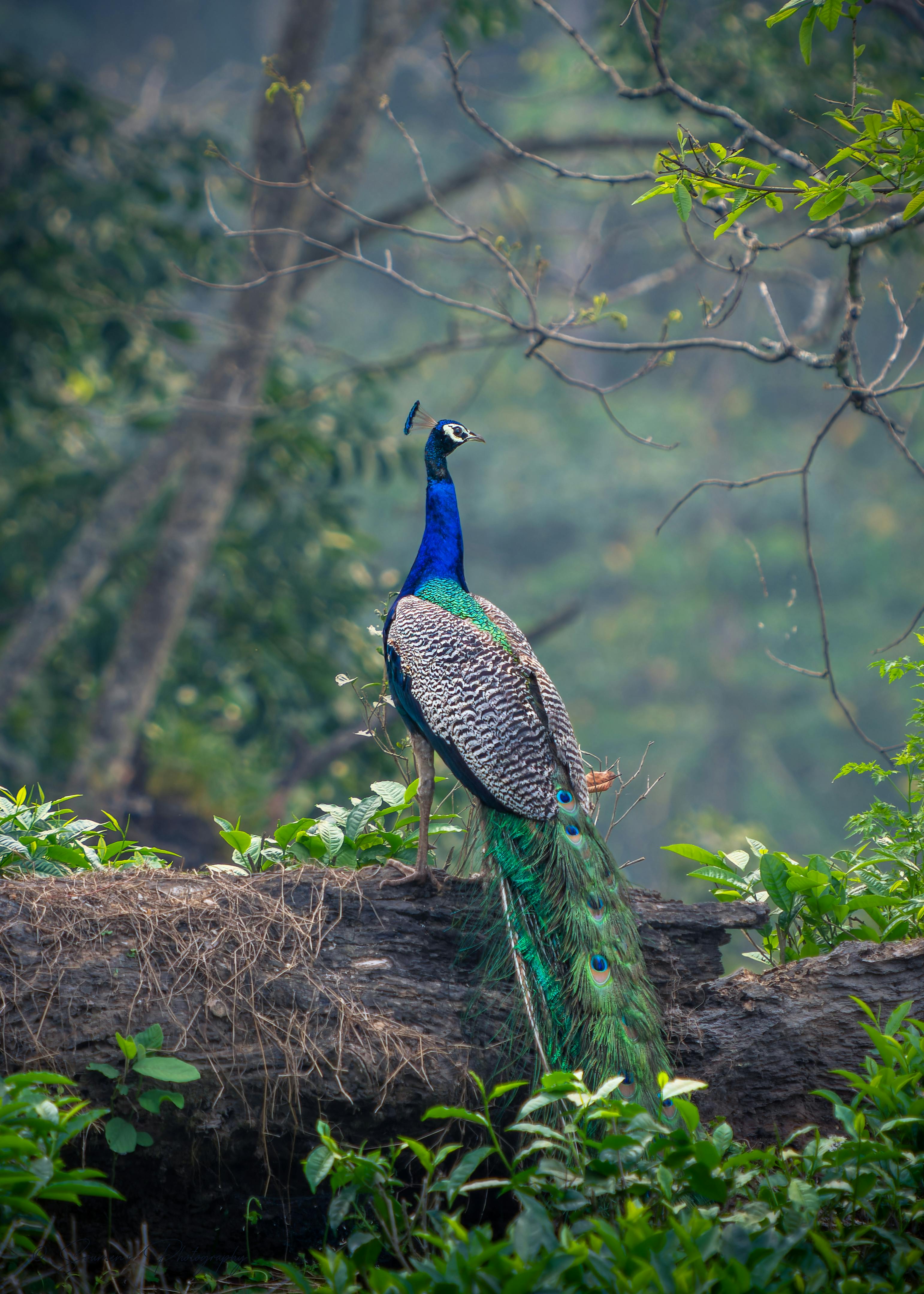 Bird Watching photo 3