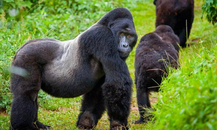 Gorilla Trekking