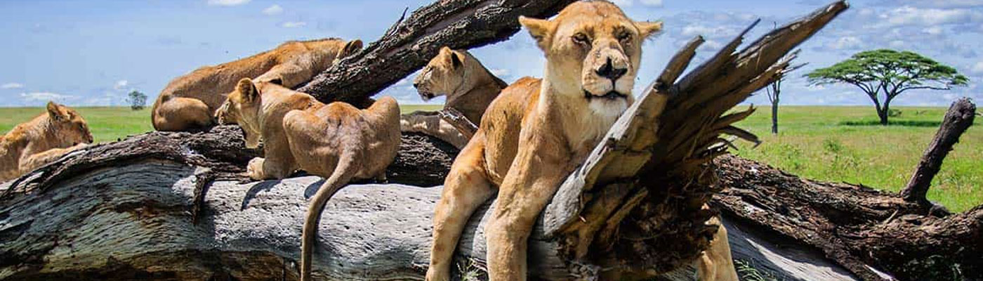 Serengeti Migration Safari