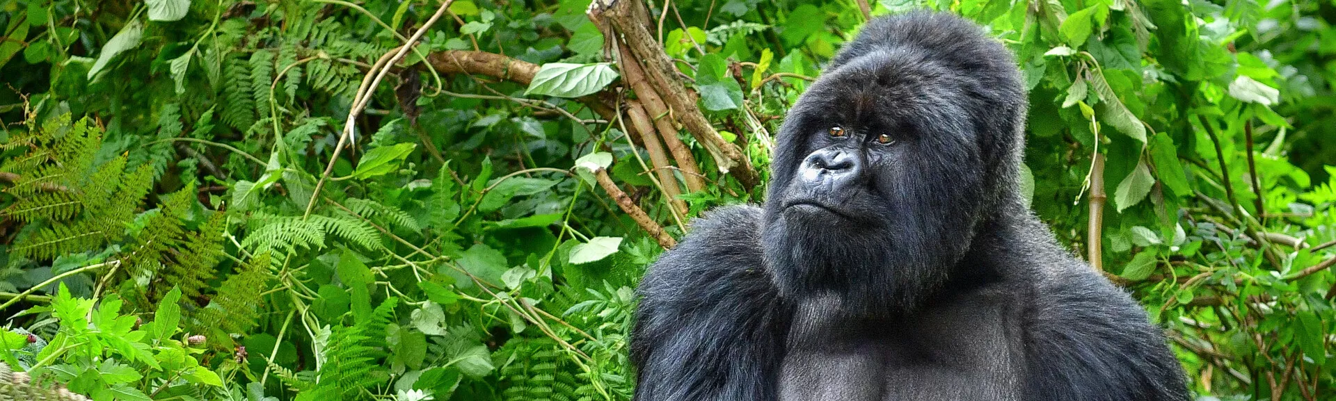 Gorilla Tracking in Uganda and Rwanda